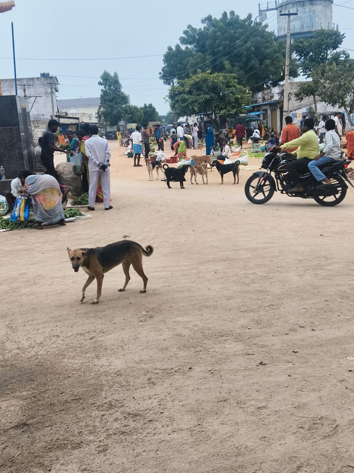 కూరగాయల అంగడి... కుక్కల అడ్డా..|
